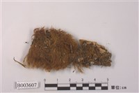 藏品(牛毛苔科)的圖片